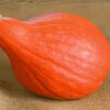 Red October Pumpkin Seeds - Ornamental & Edible - 10 Seeds - Image 1