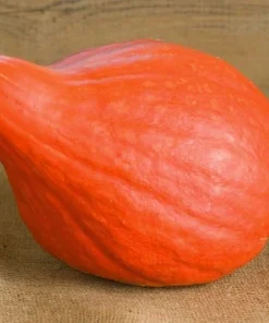 Red October Pumpkin Seeds - Ornamental & Edible - 10 Seeds - Image 1