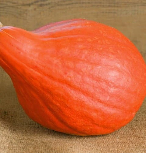 Red October Pumpkin Seeds - Ornamental & Edible - 10 Seeds - Image 1