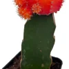 Red & Orange Grafted Moon Cactus Live Plant - 2.5" Pot - Image 1