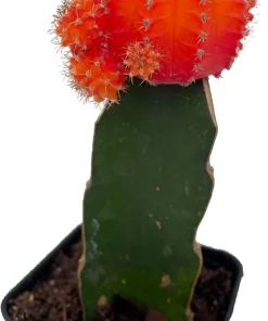 Red & Orange Grafted Moon Cactus Live Plant - 2.5