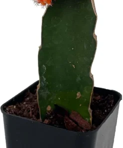 Red & Orange Grafted Moon Cactus Live Plant - 2.5