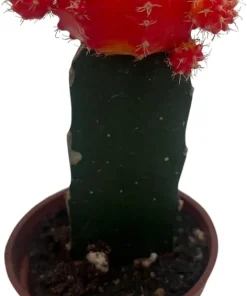 Red & Orange Grafted Moon Cactus Live Plant - 2.5