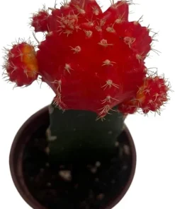 Red & Orange Grafted Moon Cactus Live Plant - 2.5