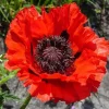 Red Oriental Poppy Seeds - Perennial Scarlet Flowers 1000 Non-GMO Seeds Outdoor - Image 1