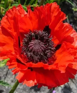 Red Oriental Poppy Seeds - Perennial Scarlet Flowers 1000 Non-GMO Seeds Outdoor - Image 1