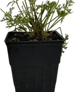 Red Pasque Flower Live Plant – Pulsatilla vulgaris 'Rubra' – Hardy Perennial – Quart Pot - Image 2