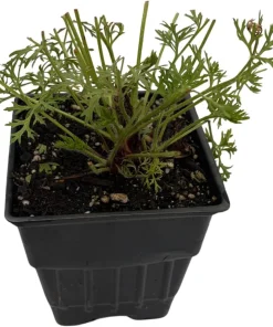 Red Pasque Flower Live Plant – Pulsatilla vulgaris 'Rubra' – Hardy Perennial – Quart Pot - Image 3