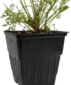 Red Pasque Flower Live Plant – Pulsatilla vulgaris 'Rubra' – Hardy Perennial – Quart Pot - Image 4