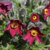 Red Pasque Flower Live Plant – Pulsatilla vulgaris 'Rubra' – Hardy Perennial – Quart Pot - Image 1