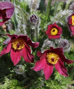 Red Pasque Flower Live Plant – Pulsatilla vulgaris 'Rubra' – Hardy Perennial – Quart Pot - Image 1