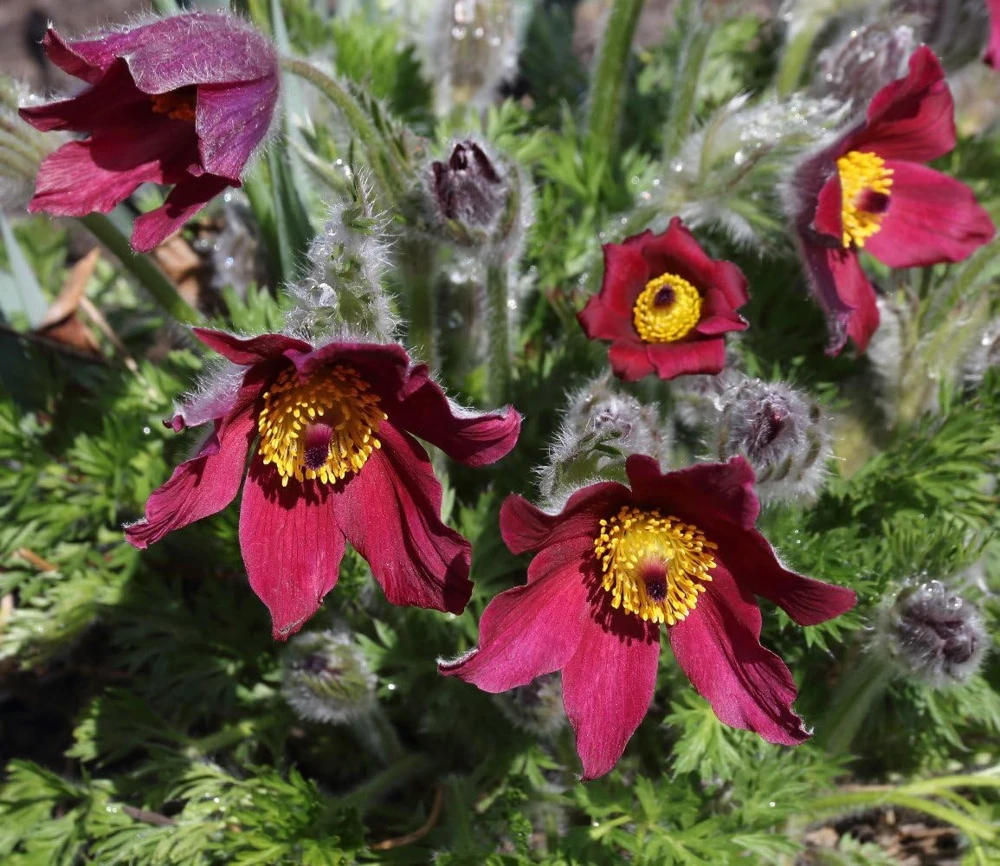 Red Pasque Flower Live Plant – Pulsatilla vulgaris 'Rubra' – Hardy Perennial – Quart Pot - Image 1