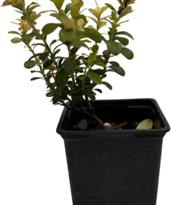Red Pearl Lingonberry Live Plant - High Antioxidants - 3.25" Pot - Image 2