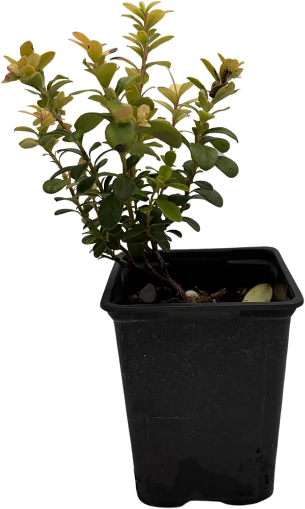 Red Pearl Lingonberry Live Plant - High Antioxidants - 3.25" Pot - Image 2