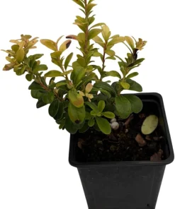 Red Pearl Lingonberry Live Plant - High Antioxidants - 3.25