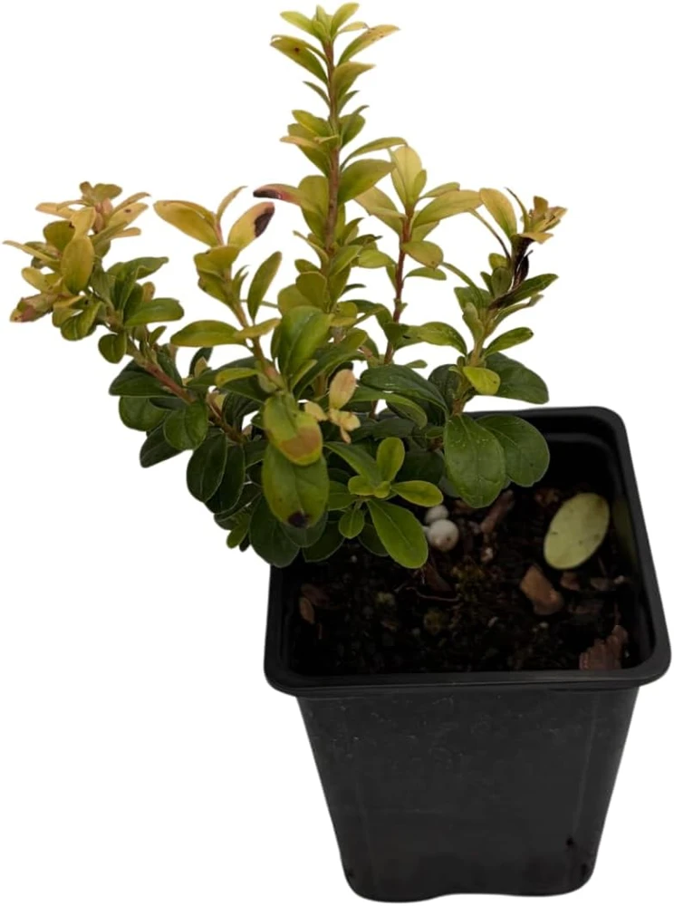 Red Pearl Lingonberry Live Plant - High Antioxidants - 3.25" Pot - Image 3