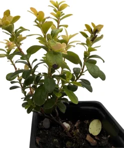 Red Pearl Lingonberry Live Plant - High Antioxidants - 3.25