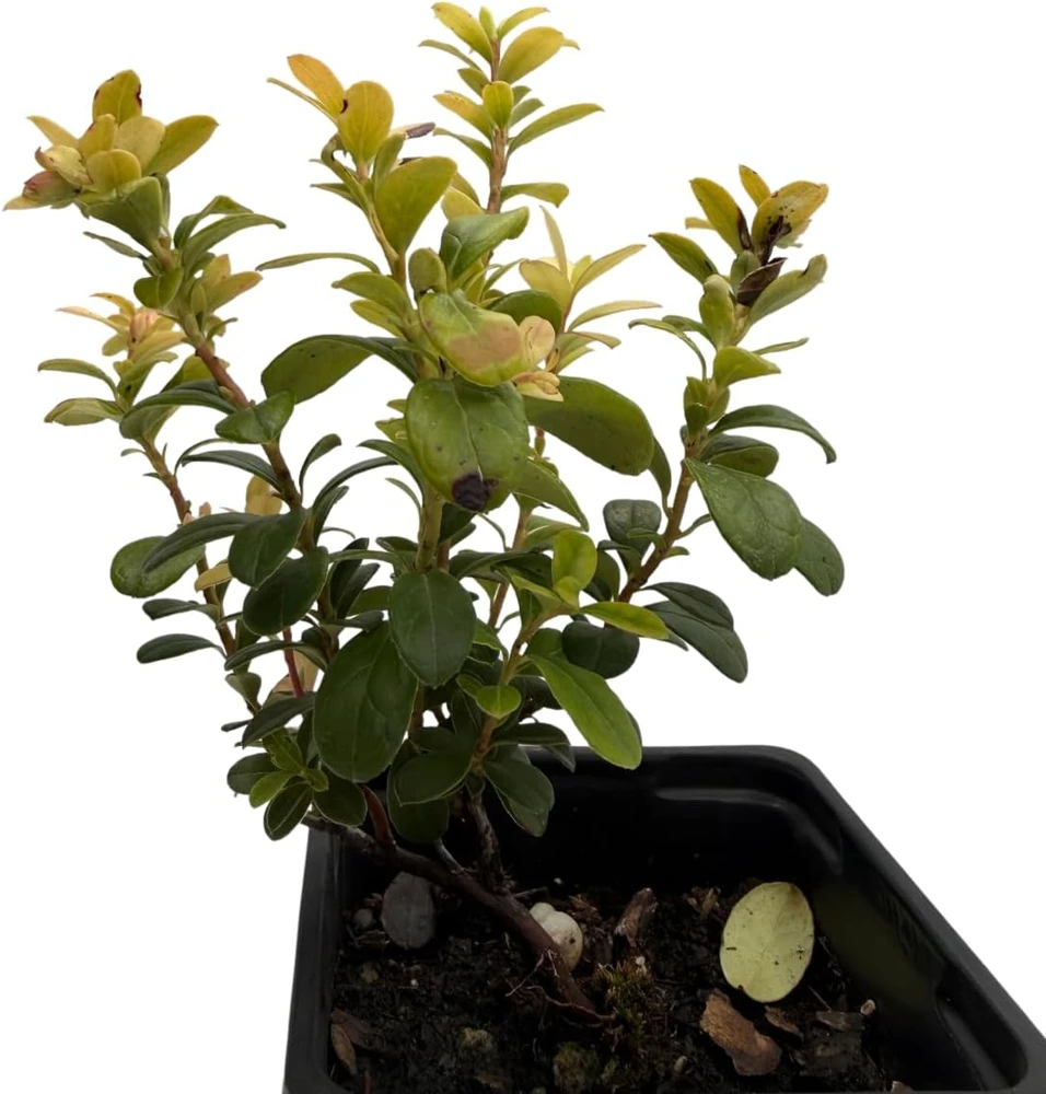 Red Pearl Lingonberry Live Plant - High Antioxidants - 3.25" Pot - Image 4