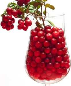 Red Pearl Lingonberry Live Plant - High Antioxidants - 3.25