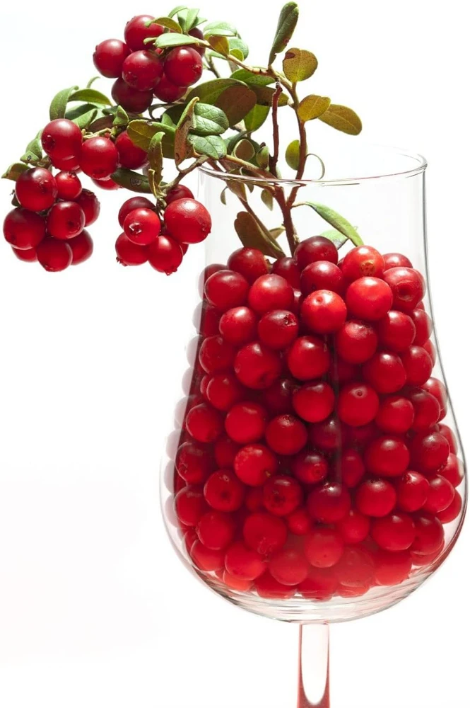 Red Pearl Lingonberry Live Plant - High Antioxidants - 3.25" Pot - Image 5
