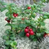 Red Pearl Lingonberry Live Plant - High Antioxidants - 3.25" Pot - Image 1