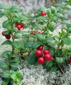 Red Pearl Lingonberry Live Plant - High Antioxidants - 3.25