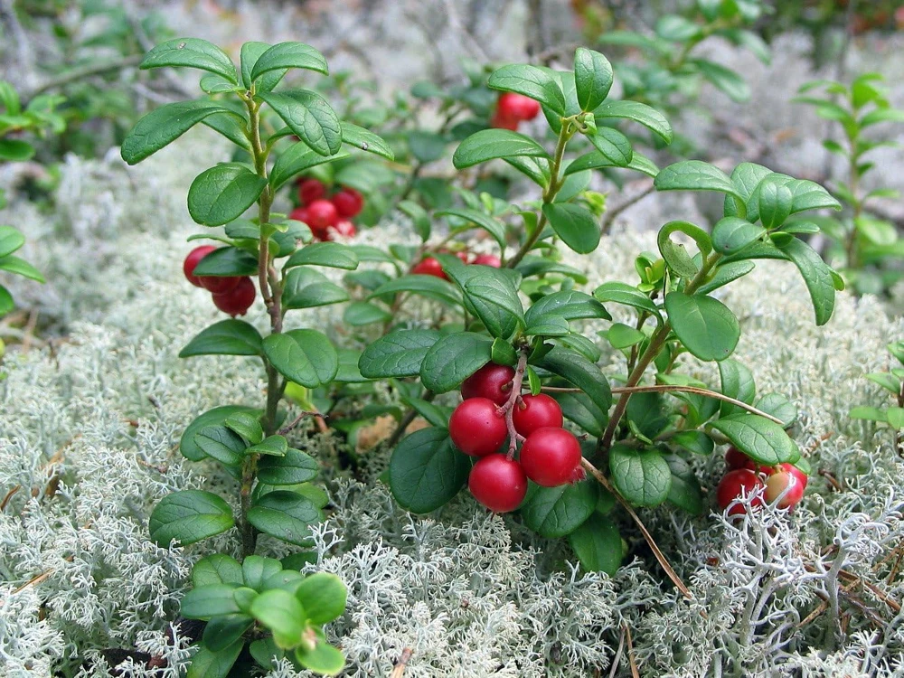 Red Pearl Lingonberry Live Plant - High Antioxidants - 3.25" Pot - Image 1