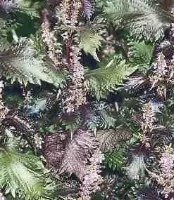 Red Perilla Seeds - 50 Count Shiso Herb Seeds for Culinary & Ornamental Gardens, Annual - Image 1