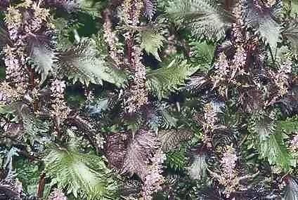 Red Perilla Seeds - 50 Count Shiso Herb Seeds for Culinary & Ornamental Gardens, Annual - Image 1