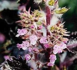 Red Perilla Seeds - 50 Count Shiso Herb Seeds for Culinary & Ornamental Gardens, Annual - Image 2