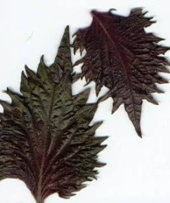 Red Perilla Seeds - 50 Count Shiso Herb Seeds for Culinary & Ornamental Gardens, Annual - Image 3