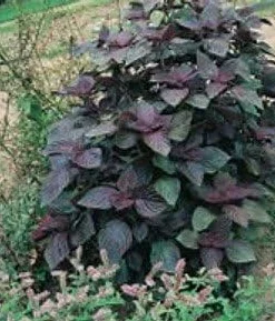 Red Perilla Seeds - 50 Count Shiso Herb Seeds for Culinary & Ornamental Gardens, Annual - Image 4