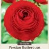 Red Persian Buttercup Bulbs - Ranunculus asiaticus - 10 Pack - Hardy - Image 1