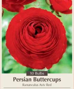 Red Persian Buttercup Bulbs - Ranunculus asiaticus - 10 Pack - Hardy - Image 1