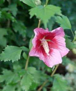 Red Pillar Rose of Sharon Live Plant – Hibiscus syriacus – 4 inch Pot – Outdoor Shrub - Image 2