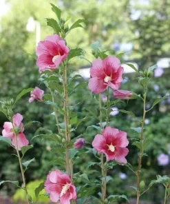 Red Pillar Rose of Sharon Live Plant – Hibiscus syriacus – 4 inch Pot – Outdoor Shrub - Image 3