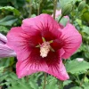 Red Pillar Rose of Sharon Live Plant – Hibiscus syriacus – 4 inch Pot – Outdoor Shrub - Image 1
