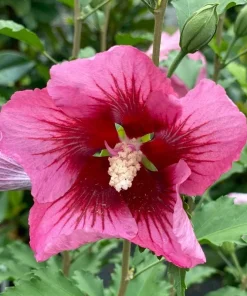 Red Pillar Rose of Sharon Live Plant – Hibiscus syriacus – 4 inch Pot – Outdoor Shrub - Image 1
