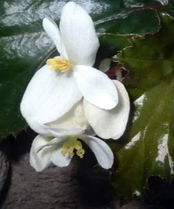 Red Planet Begonia Live Plant - 2.5 inch Pot - Terrarium, Fairy Garden, Houseplant - Image 2