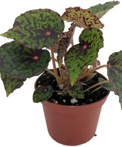 Red Planet Begonia Live Plant - 2.5 inch Pot - Terrarium, Fairy Garden, Houseplant - Image 1