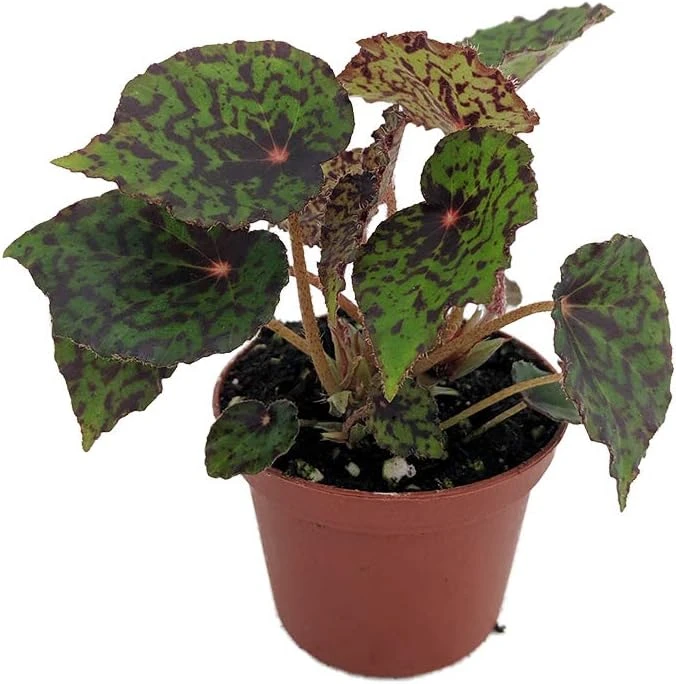 Red Planet Begonia Live Plant - 2.5 inch Pot - Terrarium, Fairy Garden, Houseplant - Image 1