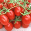 Red Plum Tomato Seeds - Heirloom, Indeterminate, 30 Seeds - Image 1