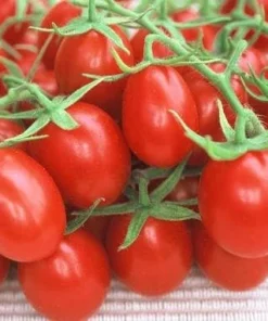 Red Plum Tomato Seeds - Heirloom, Indeterminate, 30 Seeds - Image 1