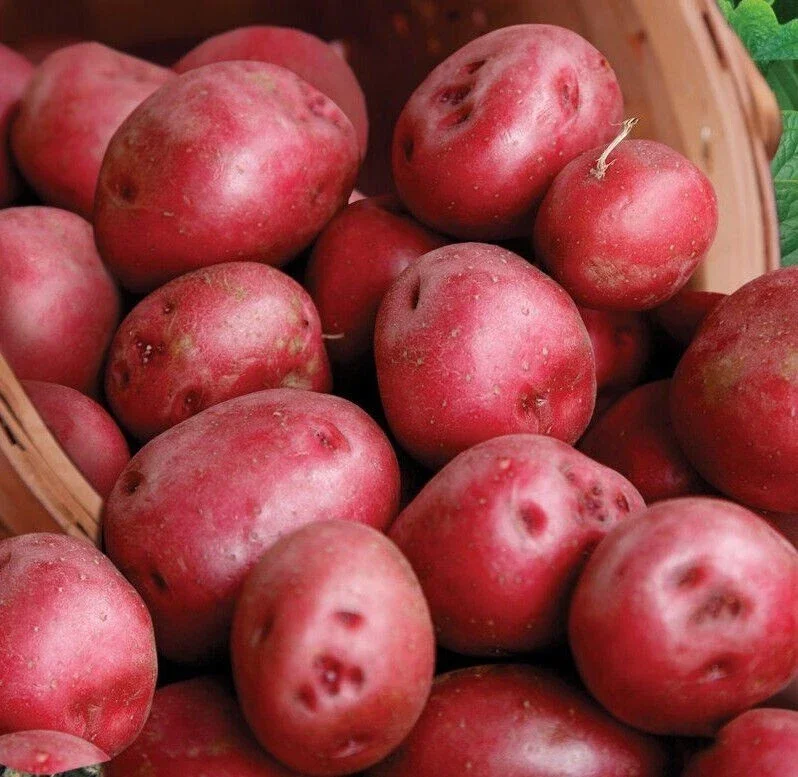 Red Pontiac Seed Potatoes - 113g USDA Certified Planting Potato Bulbs - Image 1