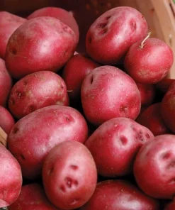 Red Pontiac Seed Potatoes for Planting – USDA Certified 113gram Red Potato - Image 1