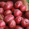 Red Pontiac Seed Potatoes USDA Certified for Planting 1000g - Image 1