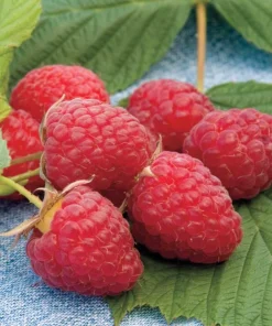 Red Raspberry Live Plant Set - 2 Canes, 5