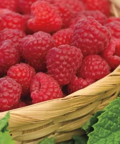 Red Raspberry Live Plant Set - 2 Canes, 5