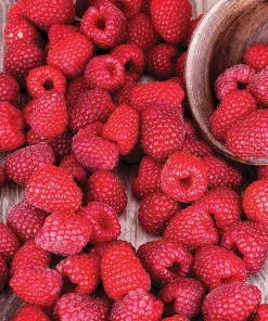 Red Raspberry Live Plant Set - 2 Canes, 5