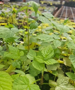 Red Raspberry Live Plant Set - 2 Canes, 5